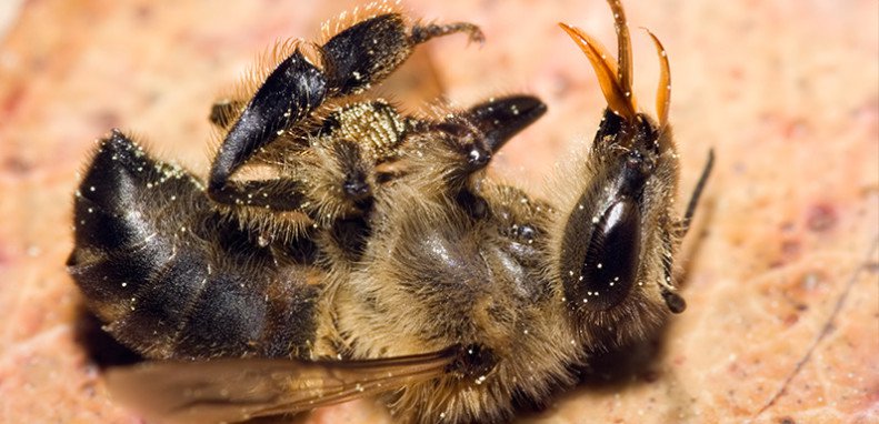 Bees Attracted to Dangerous Fungicides