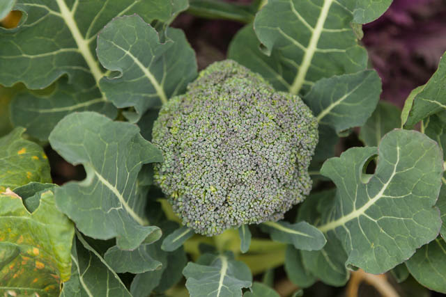 Large Head Broccoli