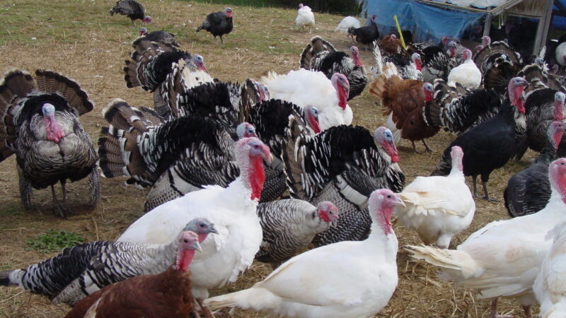 Talking Turkey: Conventional vs Organic