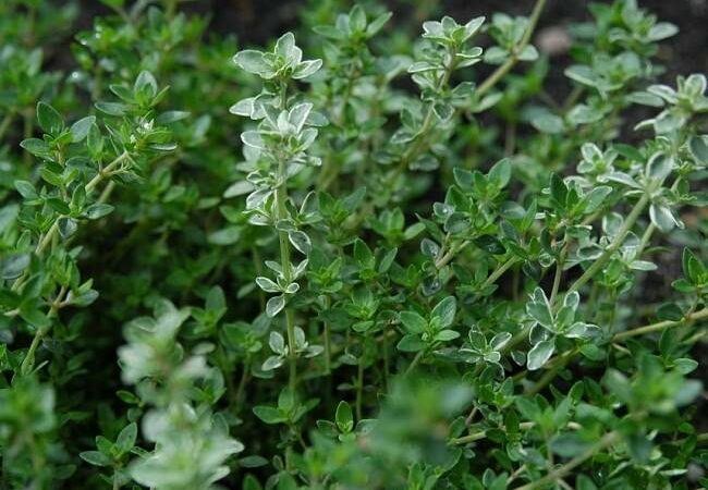 Healing Herb Thyme for Cough and Cold