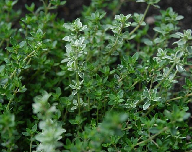 Healing Herb Thyme for Cough and Cold