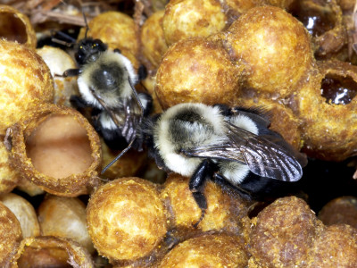 Popular Pesticides Keep Bumblebees From Laying Eggs