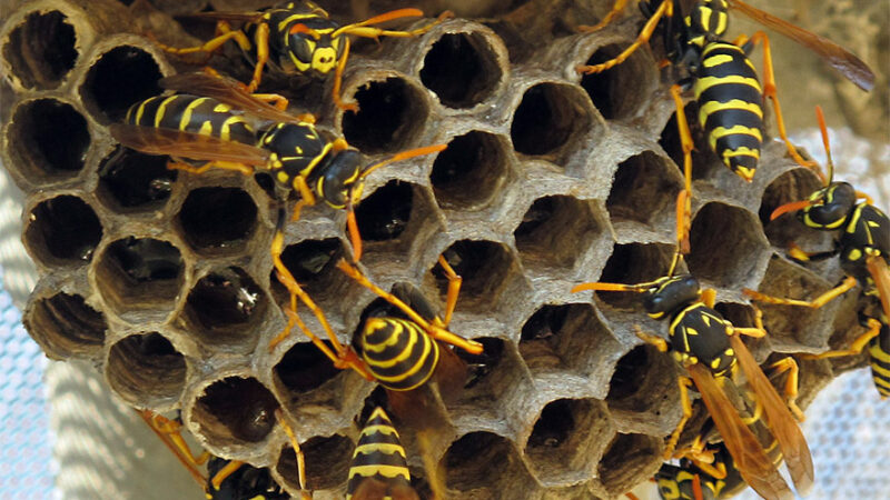 Get Rid of A Wasp Nest Without Toxins