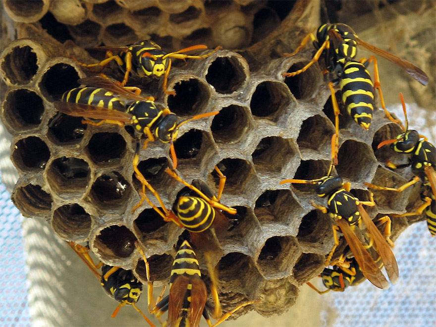 Get Rid of A Wasp Nest Without Toxins