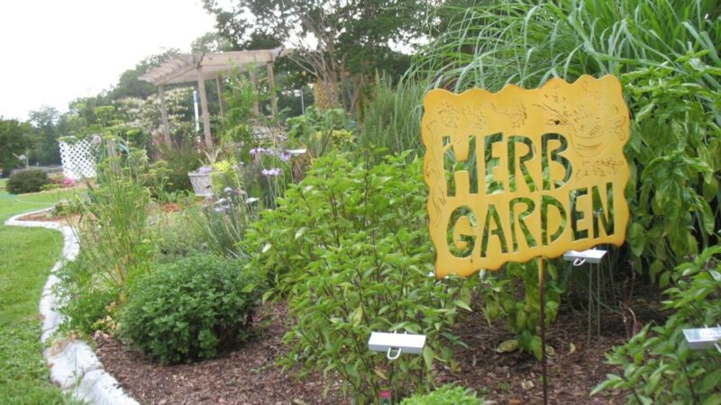 Herbs Gardens and Grow Lights