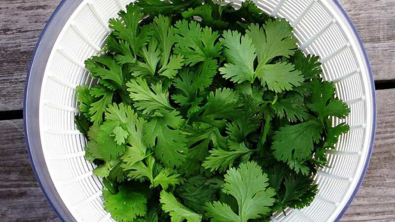 Benefits and Uses of Detoxing Herb: Cilantro