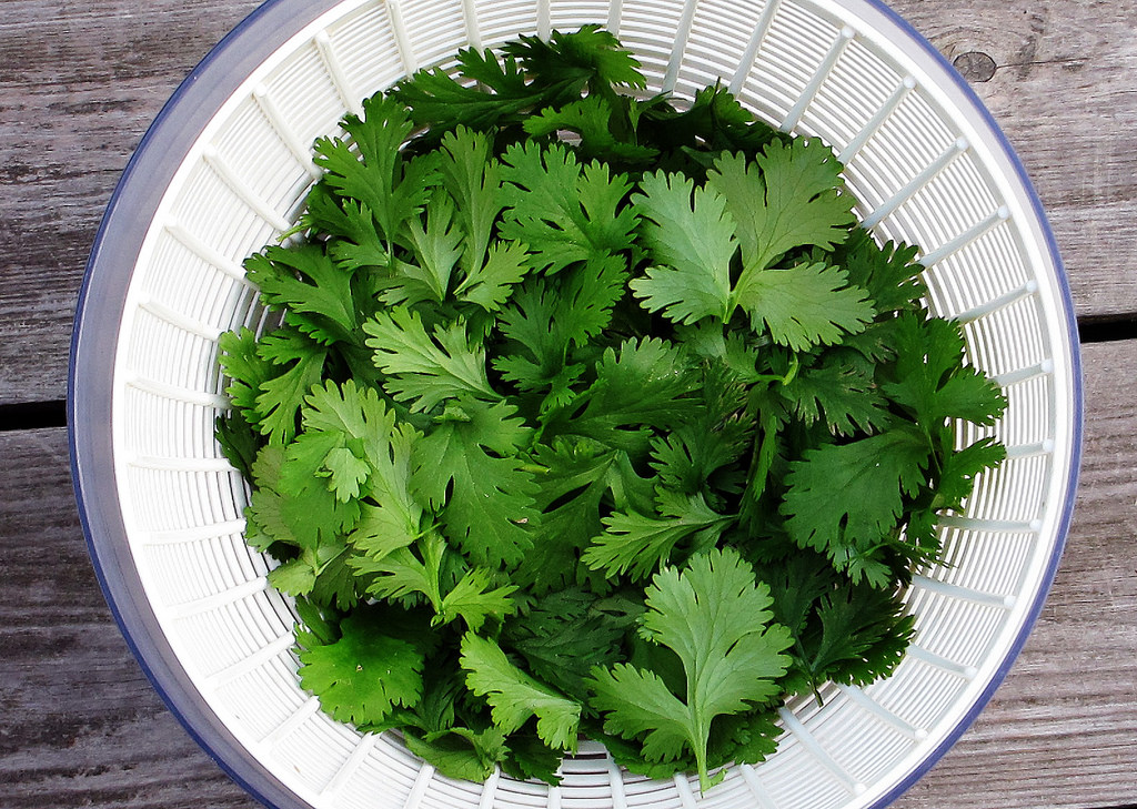 Benefits and Uses of Detoxing Herb: Cilantro