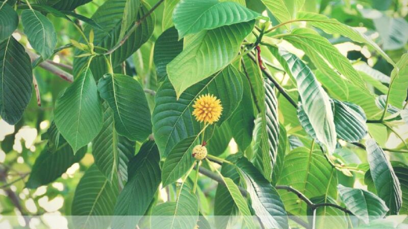 A Leaf of Faith learn more about this natural, miracle plant Kratom