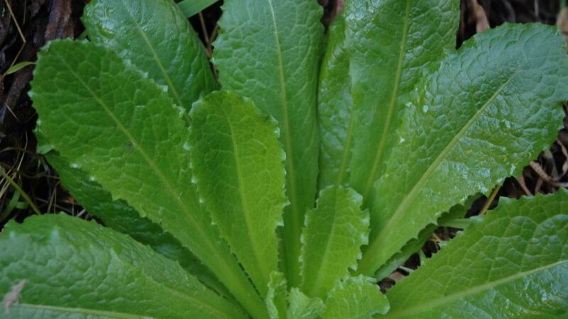 Wild Lettuce: Identification, Benefits and Medicinal Uses