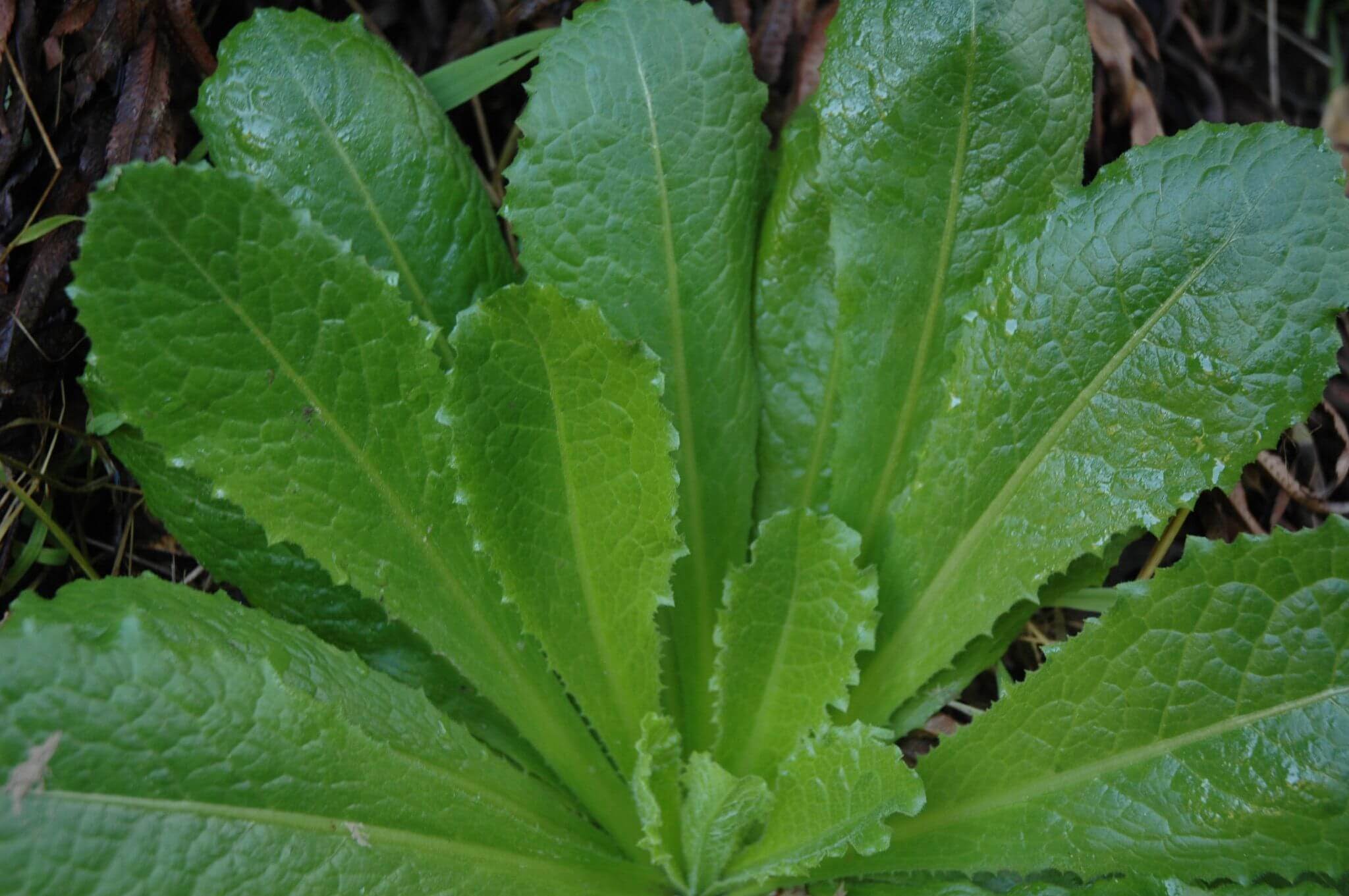 Wild Lettuce: Identification, Benefits and Medicinal Uses