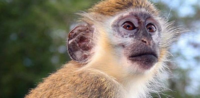 Infected Monkey Kidney Cells: Why Vaccines are Not Vegan