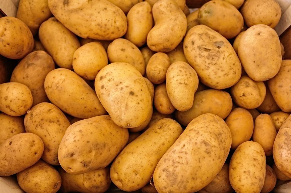 How to Harvest 100 Pounds of Potatoes From Just 4 Square Feet of Space