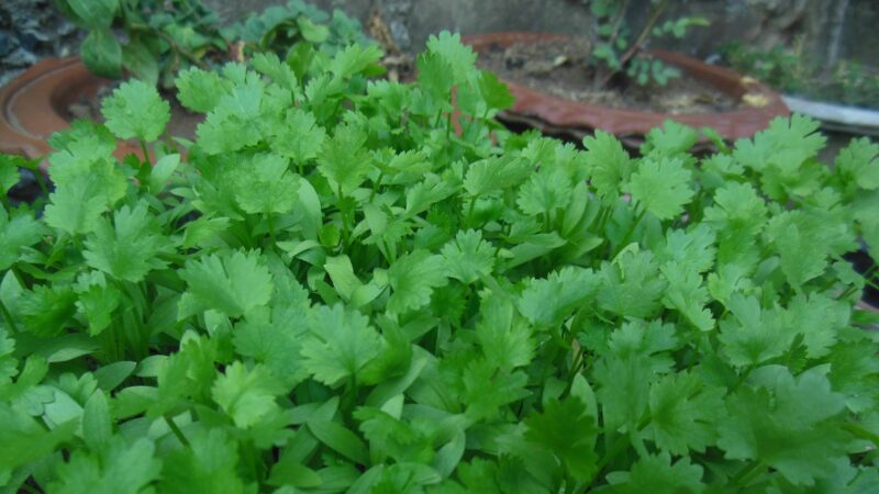 Get Your Kids To Eat: Cilantro