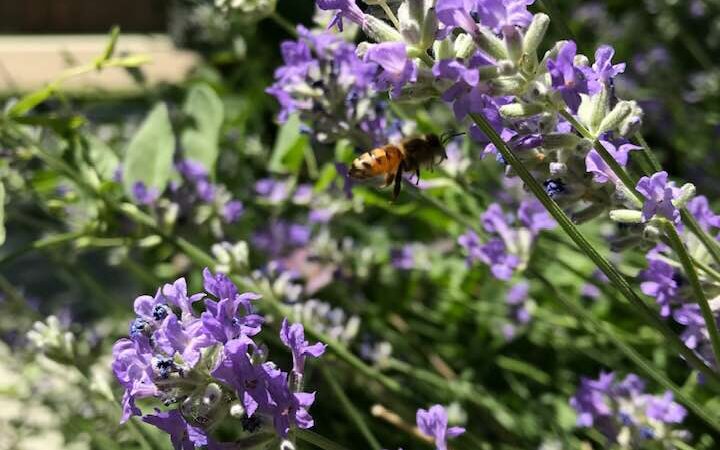 If You Have to Pick One Herb for Your Garden, Choose Lavender.