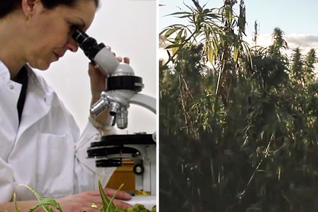 Scientist argues cannabis has thousands of benefits