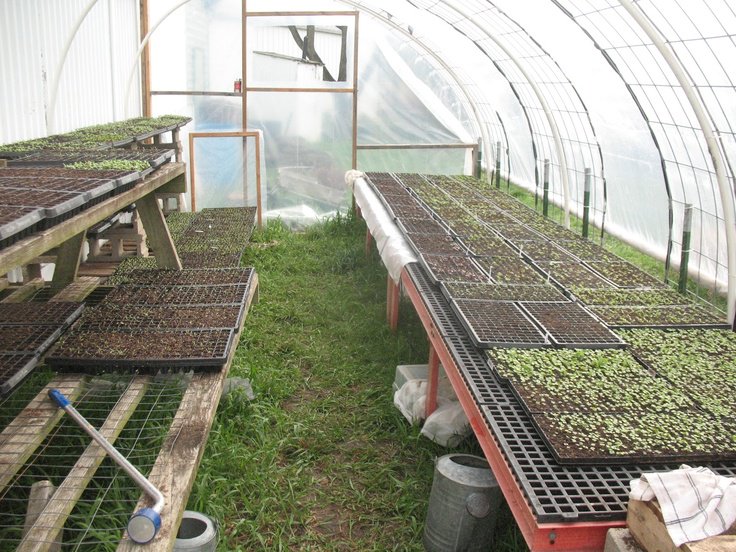 8 Keys to Growing in Winter in an Unheated Greenhouse (Hoop House)