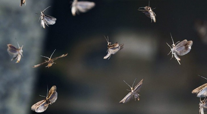 Bill Gates-Funded Insect Company Set To Release GMO Moths In New York
