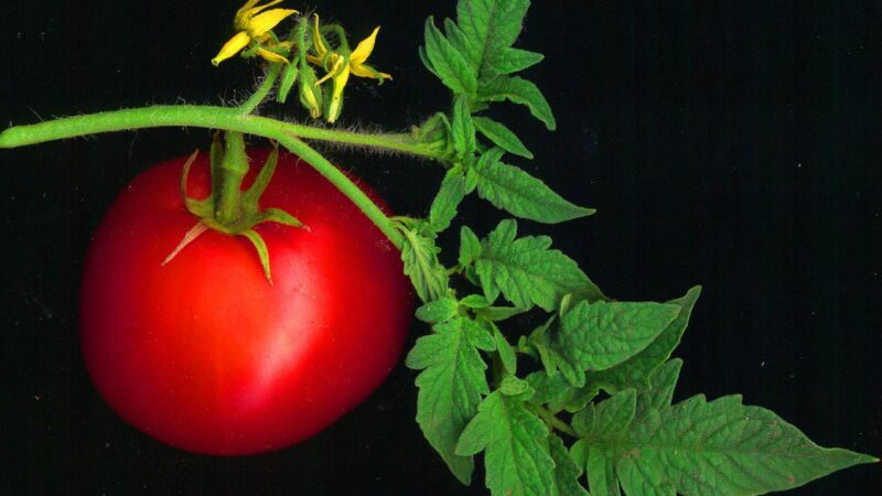 GROW YOUR OWN: Tomatoes and Peppers