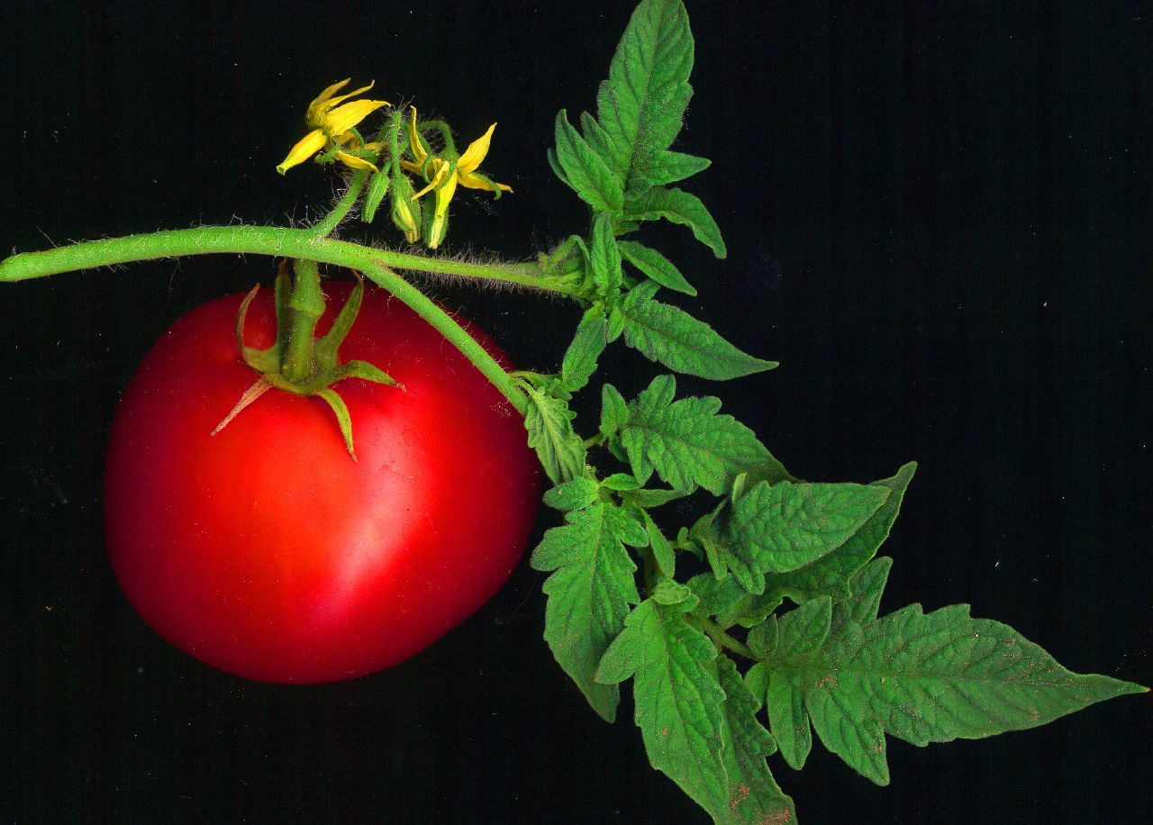 GROW YOUR OWN: Tomatoes and Peppers