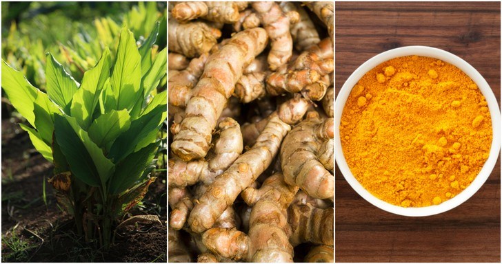 How to Grow Your Own Turmeric