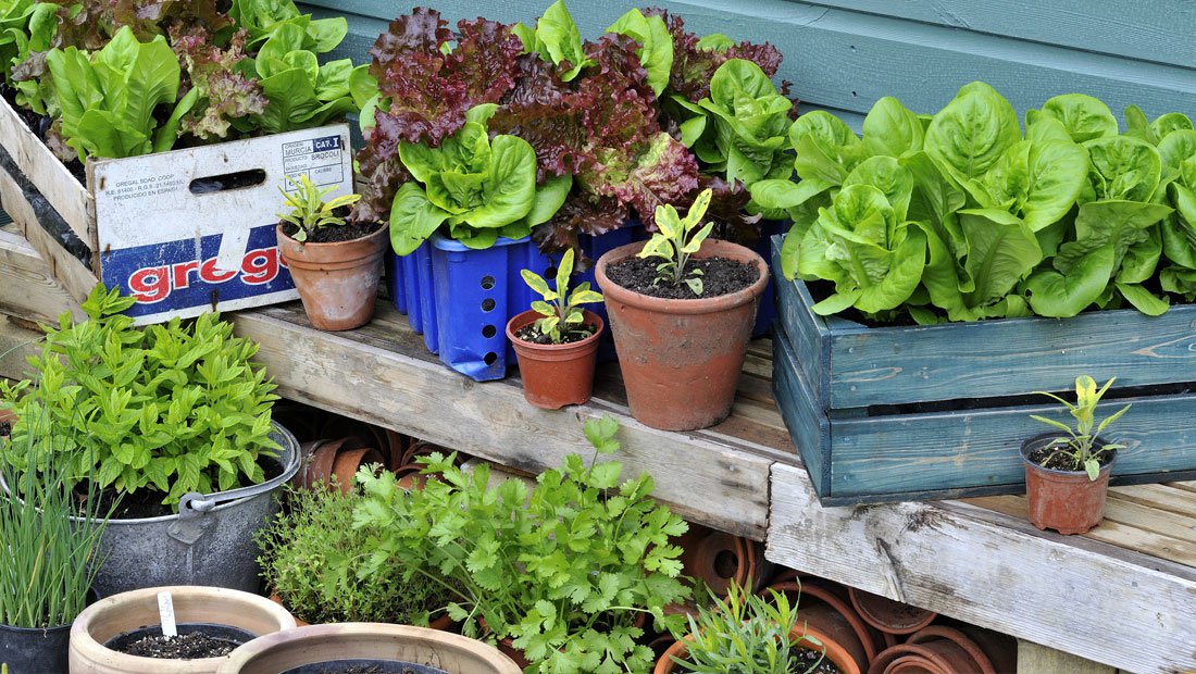Are Your Plant Containers Leaching Toxins Into Your Food?