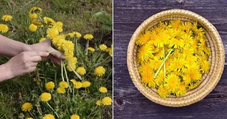 Don’t SPRAY your dandelions pick and use them