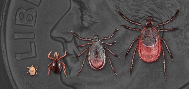 House orders Pentagon to say if it Weaponized Ticks with Lyme and Released Them