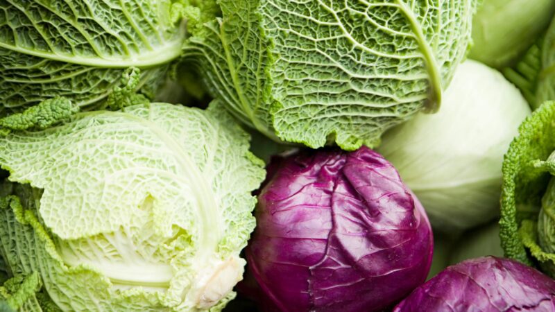 Cabbage: 11 Varieties and 20 Health Benefits