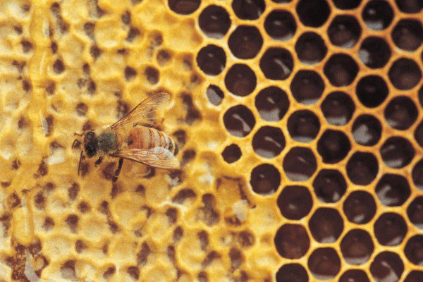 Study: Manuka honey kills more bacteria than all available antibiotics