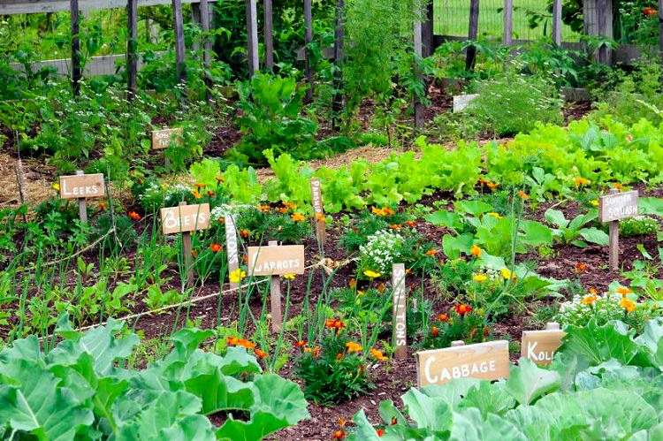 4 Ways To Keep Monsanto Out Of Your Home Garden